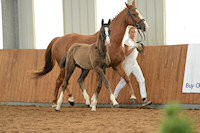 Capella : Christ x Wittinger x Cavalier 2012 Dark Brown Colt